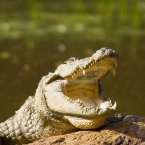 A crocodile spotted duringa wildlife safari in Sri Lanka 