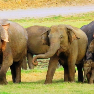 Elephants sighting at Udawalawe national park in Sri Lanka 