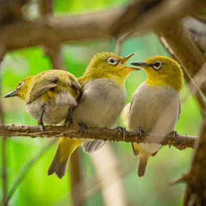 Bird spotting at Kanneliya forest in Sri Lanka 