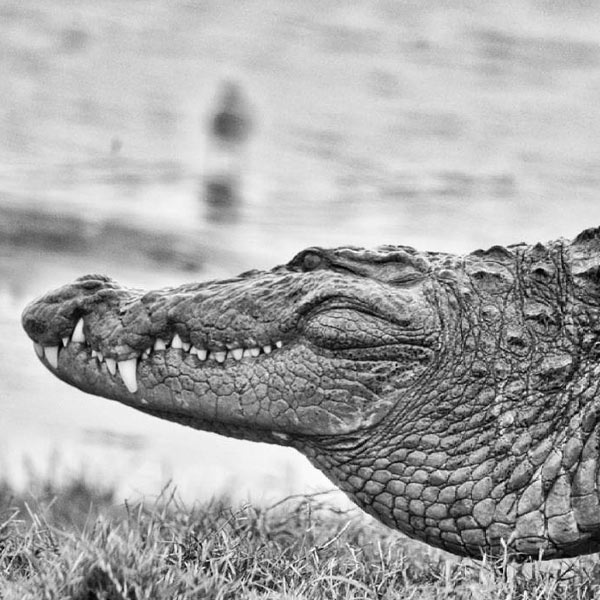 A crocodile at Bundala national park in sri lanka 