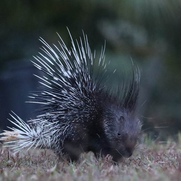 A porcupine  at Flood Plains Nationla park Sri Lanka 