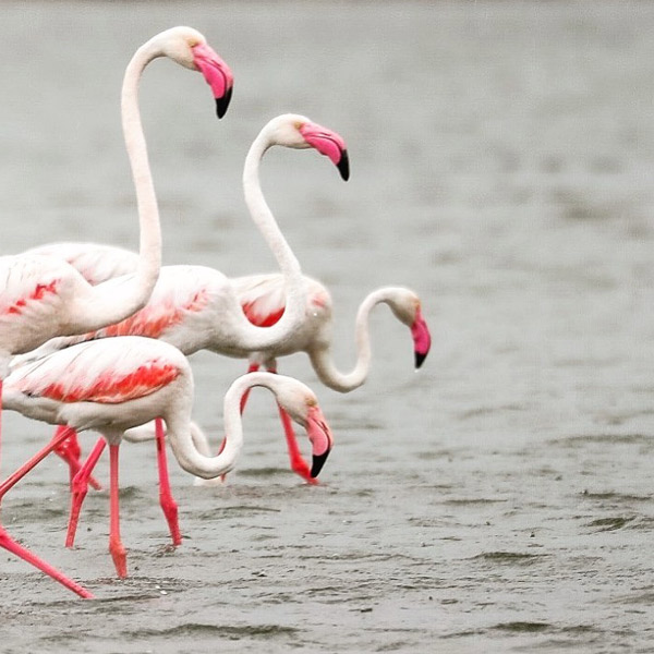 Flemingo birds at Kalamatiya Birds Sanctuary