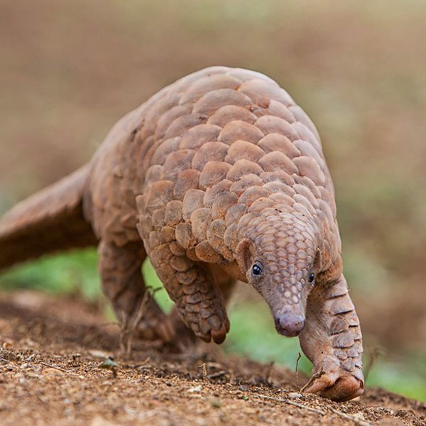 Wildlife at Knuckles Mountain range Sri lanka 