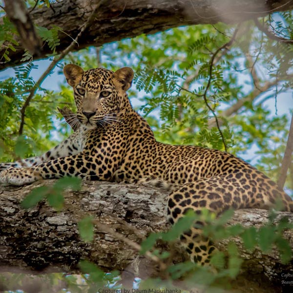 Leopard sighting at national parks in Sri Lanka 