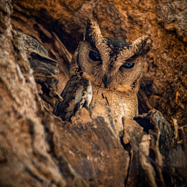 an owl at Lunugamwehera National park sri lanka 