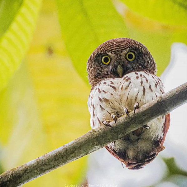 An owl at Makandawa Nature Reserve Sri Lanka