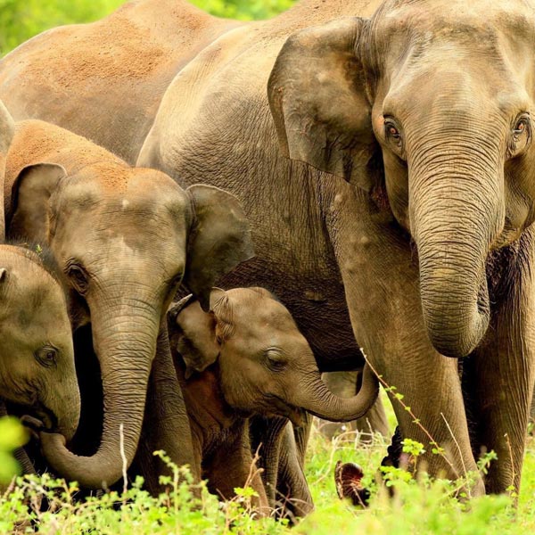 A group of elephants at Minneriya national park sri lanka 
