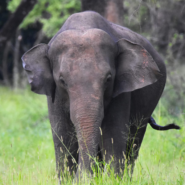 Giant asian elephants in sri lanka 