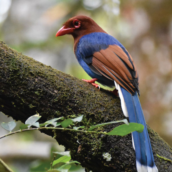 Blue magpie bird at Sinharaja nature reserve sri lanka