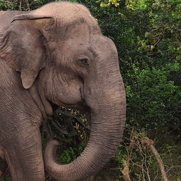 An elephant sighting at Udawalwe national park Sri lanka 