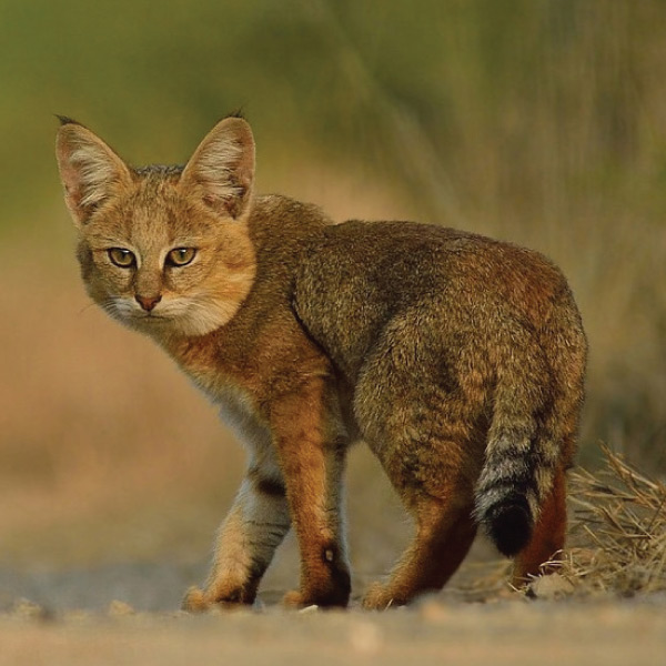 Wild cat sighting in Sri Lanka 