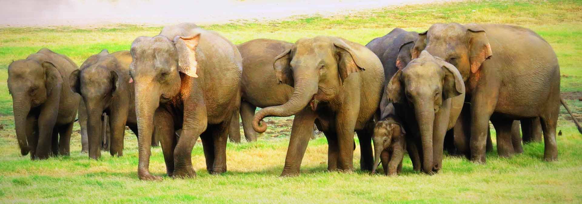 Elephant gathering at safari in Sri Lanka 