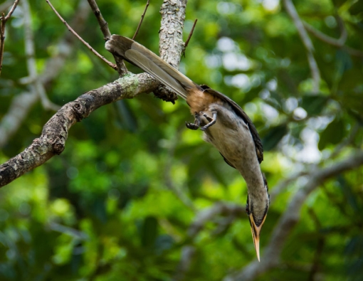 Birding Safari Sri Lanka