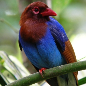 A blue magpie bird at Sinharaja rain forest