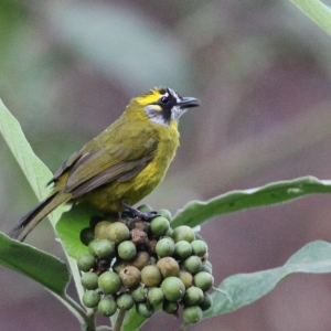 birding-tour-sri-lanka