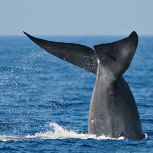 blue-whales-in-sri-lanka