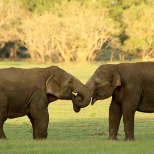 elephant sighting at Udawalawe national park in Sri Lanka 