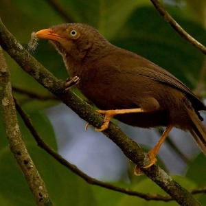 guided-birding-tours-sri-lanka
