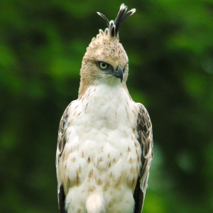 sri-lanka-birding