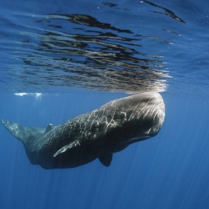 whales-in-indian-ocean