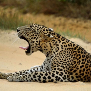 A leopard at Yala national park in Sri Lanka 