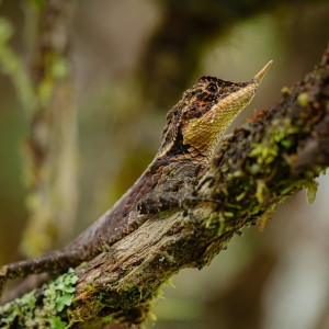 A lizard at Sinharaja Rain Forest in Sri Lanka 