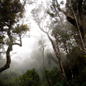 Sinharaja Rain Forest in Sri Lanka 