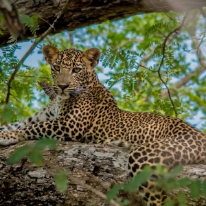 A leopard relaxing on a tree at Yala national park in Sri Lanka 