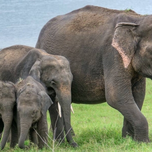 A family of elephants at Udawalawe national park in Sri Lanka 