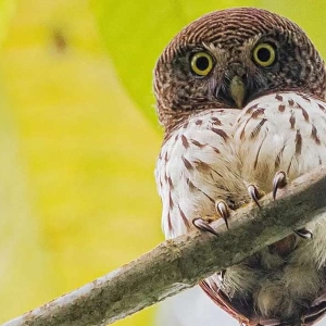 Bird watching tour in Sri Lanka with experience birders