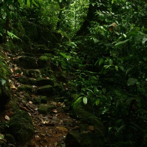 Birding trails inside thick green rainforest