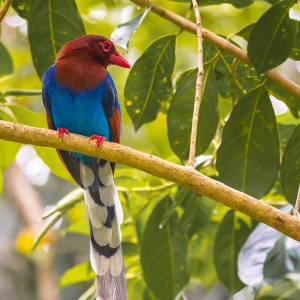 A bluemagpie bird at Sinharaja rain forest in Sri Lanka 