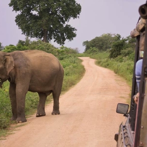 Elephant at Udawalawe national park in Sri Lanka 