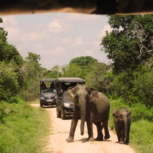 Elephant safari at Udawalawe national park in Sri Lanka 