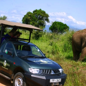 Elephant safaris at Udawalawe national park in Sri Lanka 