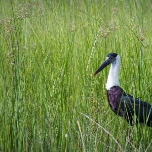 endemic-birds-in-sri-lanka-national-park