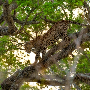 Leopard safaris at Yala nationalpark in Sri Lanka 