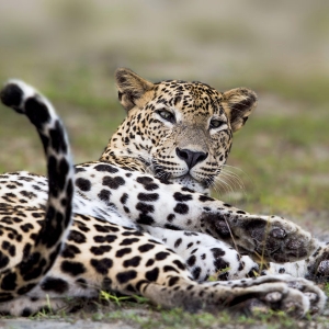 Leopard sighting at Yala national park in Sri Lanka 