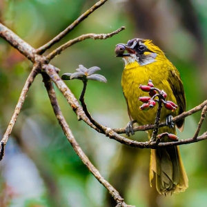 A bird sighting inside a rain forest in Sri Lanka  