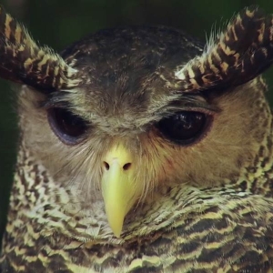 Rare owl sighting at Wilpattu national park in Sri Lanka 