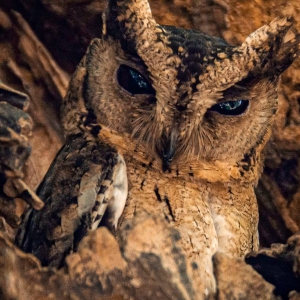 Owl sighting at WIlpattu national park in Sri Lanka 