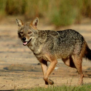 Fox sighting in Sri Lanka 
