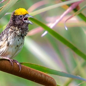 A little bird at Bundala national park in Sri Lanka 