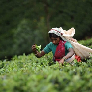 A lady is plucking tea at tea states at Nuwaraealiya in Sri Lank