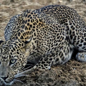 A leopard hunting a animal at Yala national park in Sri Lanka 