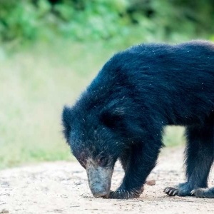 Sloth bear sighting at Wilpattu national park in Sri Lanka 