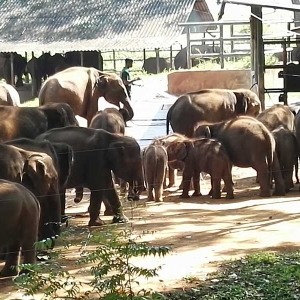 Elephants at Udawalawe elephant transit home