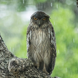 Spotted an owl on a rainy day by a guest