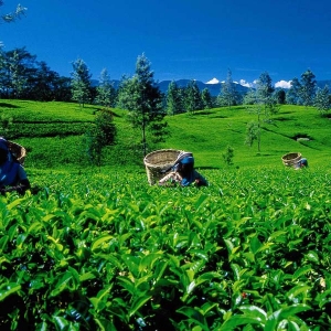 A group of ladies plucking tea at estates , Nuwaraeliya