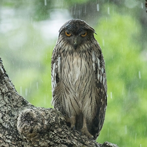 An owl in Sri Lanka 